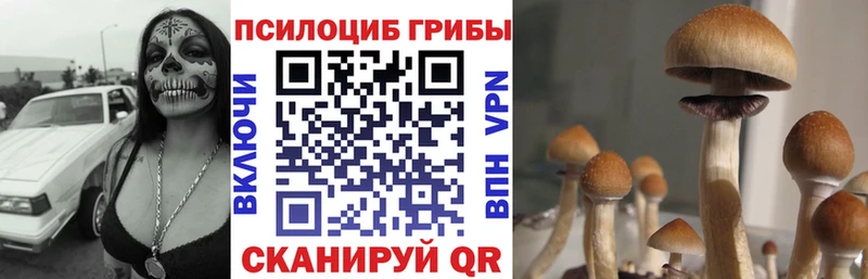 mega ссылки  где купить наркотик  Красноярск  Псилоцибиновые грибы Cubensis 